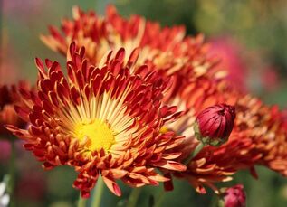 ФотовзятософициальногосайтаНикитского БотаническогоСада