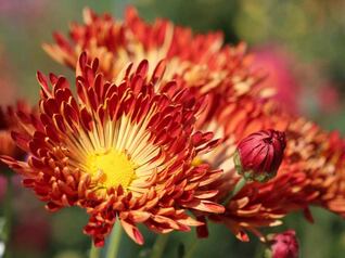 ФотовзятософициальногосайтаНикитского БотаническогоСада